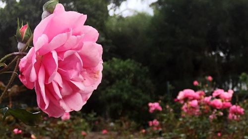 Close-up of pink bougainvillea blooming against trees