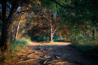 View of trees in forest