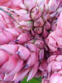 Full frame shot of pink flower for sale