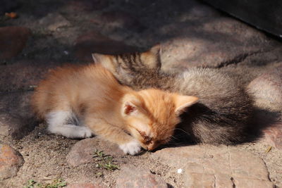 High angle view of cat sleeping