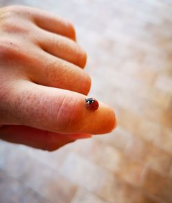 Close-up of ladybug on hand