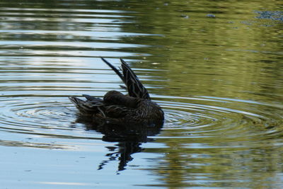 Duck swimming in a lake