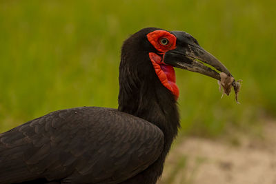 Close-up of a duck