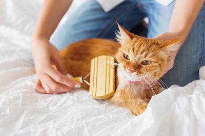 Woman combs dozing ginger cat's fur. fluffy pet on bed.taking care of domestic animal. cozy home.