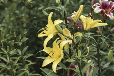 Close-up of yellow flowering plant