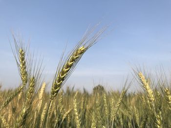 Close-up of wheat growing on field against sky