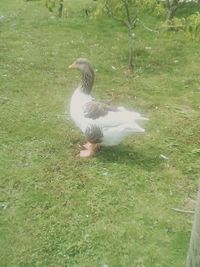 High angle view of bird on field