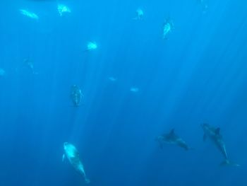 Fish swimming in sea