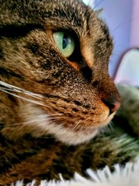 Close-up of a cat looking away