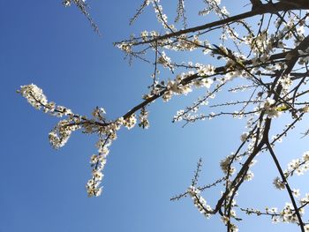 Low angle view of cherry blossom against clear blue sky