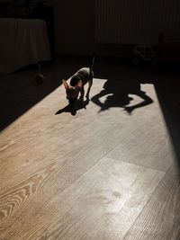 High angle view of dog on floor at home