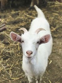 Close-up portrait of goat