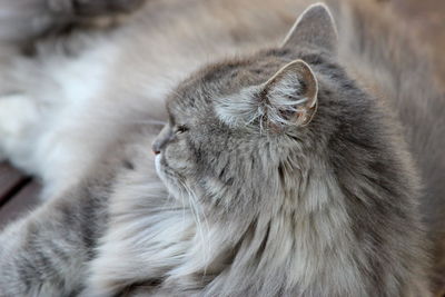 Close-up of a cat looking away