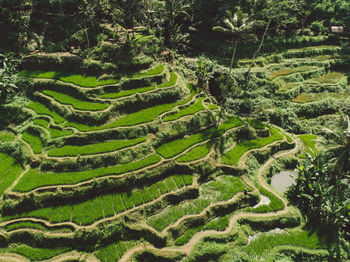 Full frame shot of agricultural field