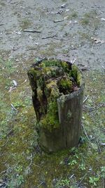 High angle view of potted plant on tree stump