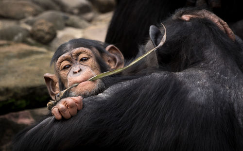 Close-up of monkeys