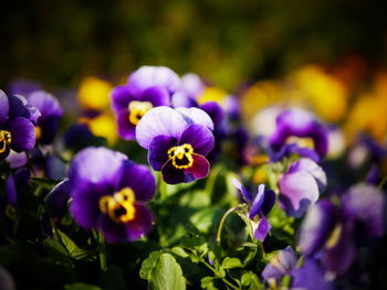 Close-up of purple flowering plants