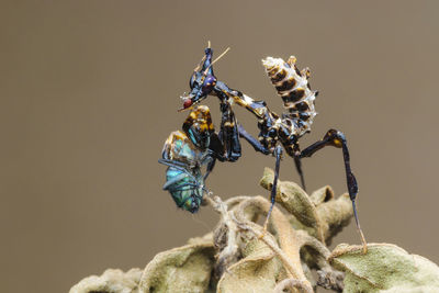 Close-up of insects on plant