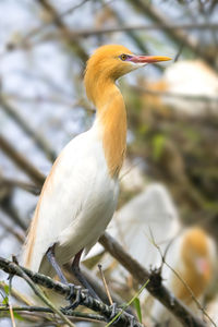 Close-up of bird perching on a branch