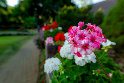 Close-up of pink flowering plant