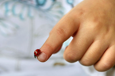 Close-up of ladybug on hand