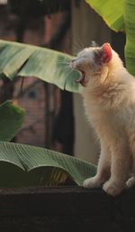 Close-up of cat looking away