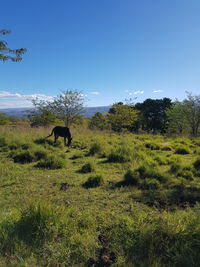 Cows grazing on field against blue sky