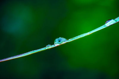 Close-up of insect on blade of grass