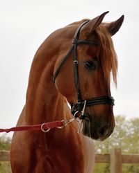 Close-up of horse in ranch against sky