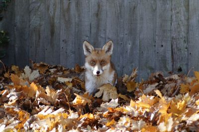 Portrait of dog by leaves during autumn