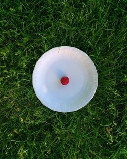 White plate with a raspberry on grassy field 