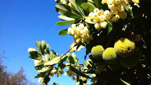 Close-up of yellow flowers