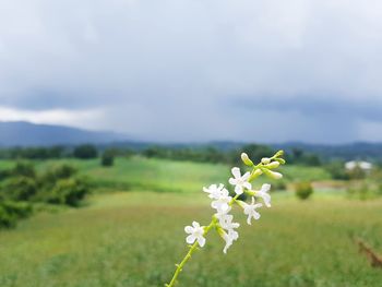 Close-up of flowers growing in field