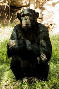 Close-up of monkey sitting on grass