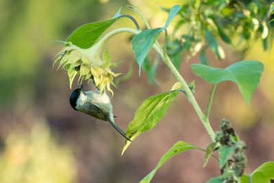 Close-up of bird perching on plant