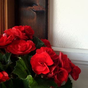 Close-up of red rose