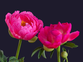 Close-up of pink rose against black background