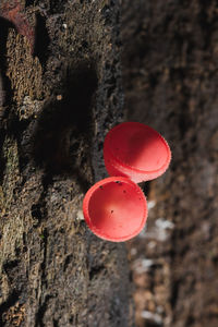 Close-up of red mushroom growing on tree trunk