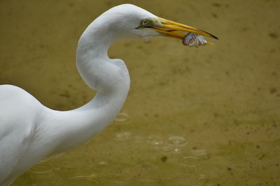 Close-up of bird in lake