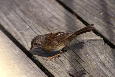 High angle view of bird on wooden plank