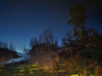 Bare trees on landscape