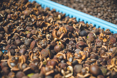 Drying process of camellia nuts to produce camellia oil in a traditional way.