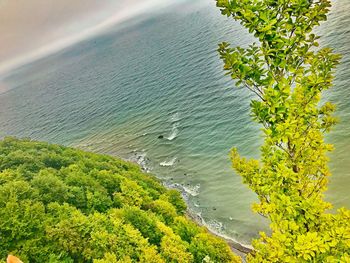 High angle view of plants by sea