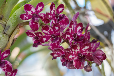 Close-up of pink flowering plant