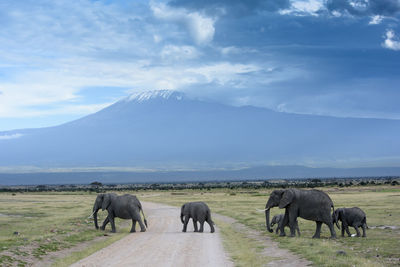 Elephants on landscape against sky