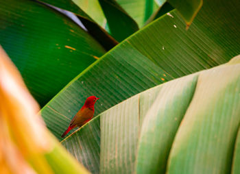 Close-up of bird perching on leaf