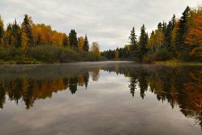 Reflection of trees in lake