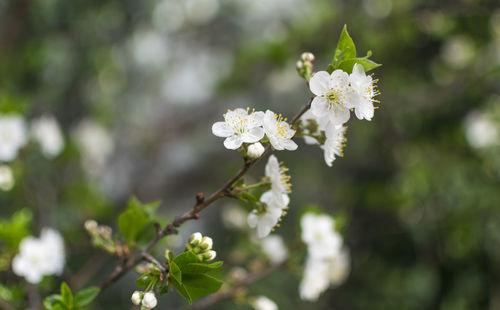 Close-up of white cherry blossoms in spring