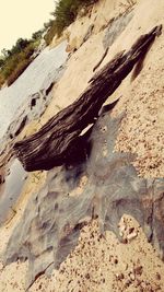 Close-up of tree trunk in desert