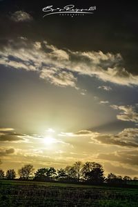 Low angle view of trees on field against sky at sunset